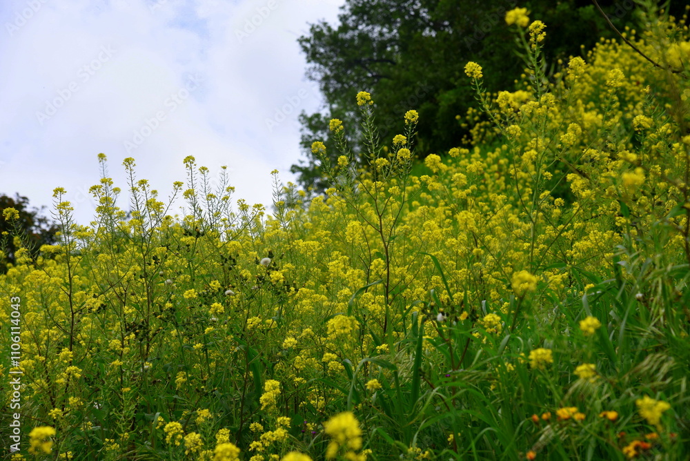 Obraz premium A summer field with bright yellow flowers, from the Brassicaceae family, also known as mustard family, with trees and blue sky in the background. 