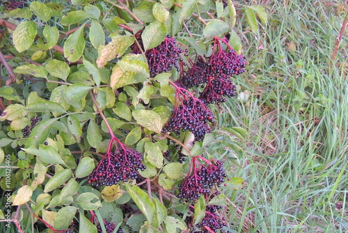 Fruit 