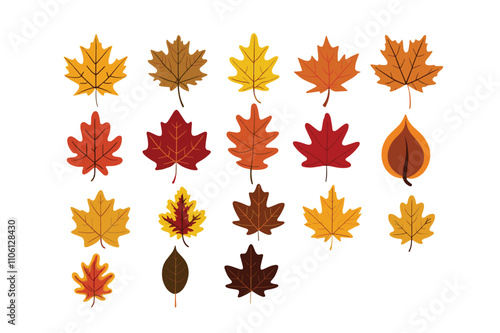 Set of autumn leaves from different trees like oak, maple, chestnut ,vector art illustration.