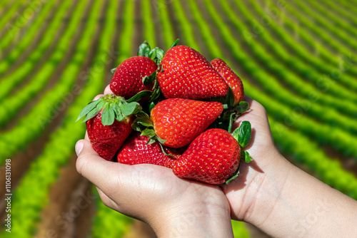 The farmer's strawberries handful on a crop with furrows. Organic farming in Huelva, Andalusia, Spain.
