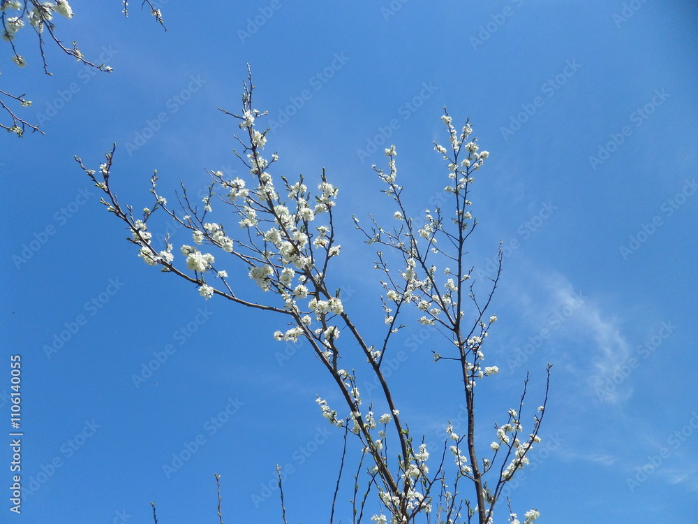 Blooming branches of a young apricot against a blue sky Blooming branches of a young apricot against a blue sky