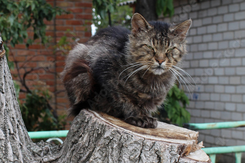 cunning cat, animals, street cat