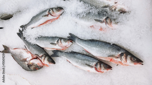 Wallpaper Mural Sea bass fresh fish on ice in a food market Torontodigital.ca