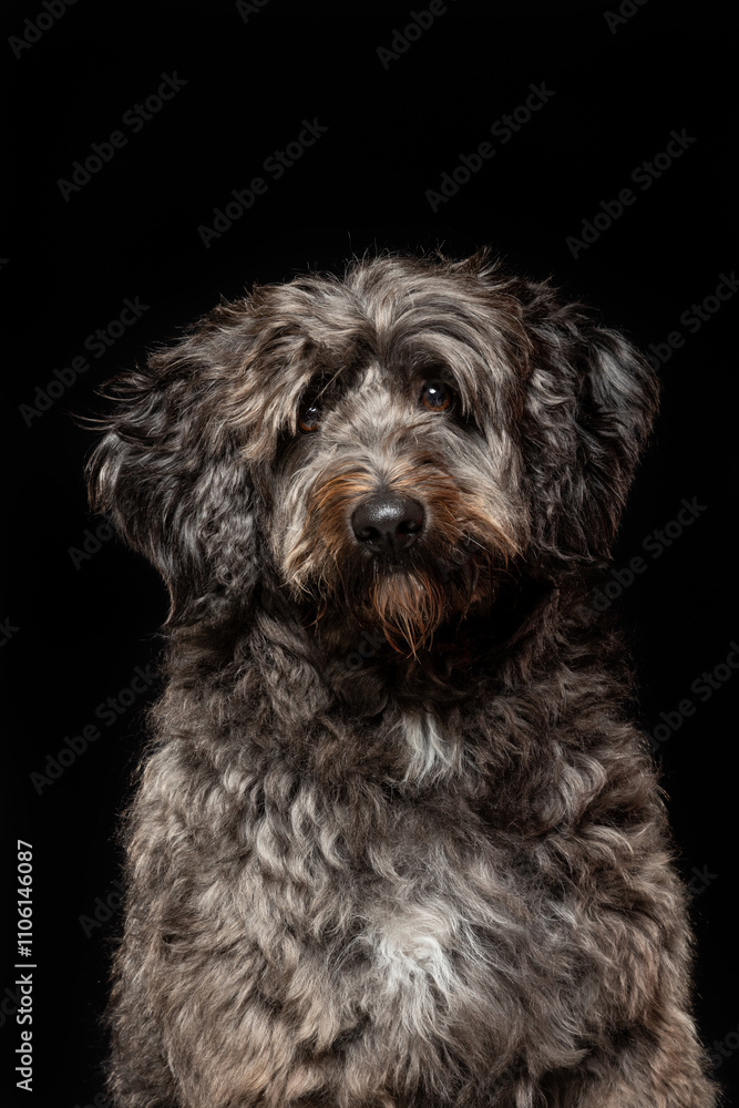 A fluffy dog with wavy gray and black fur sits attentively, showcasing its expressive face and playful demeanor against a black backdrop, creating a striking contrast.