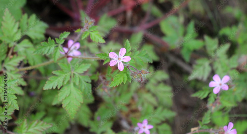 Robert's geranium (Geranium robertianum) grows in nature Robert's geranium (Geranium robertianum) grows in nature