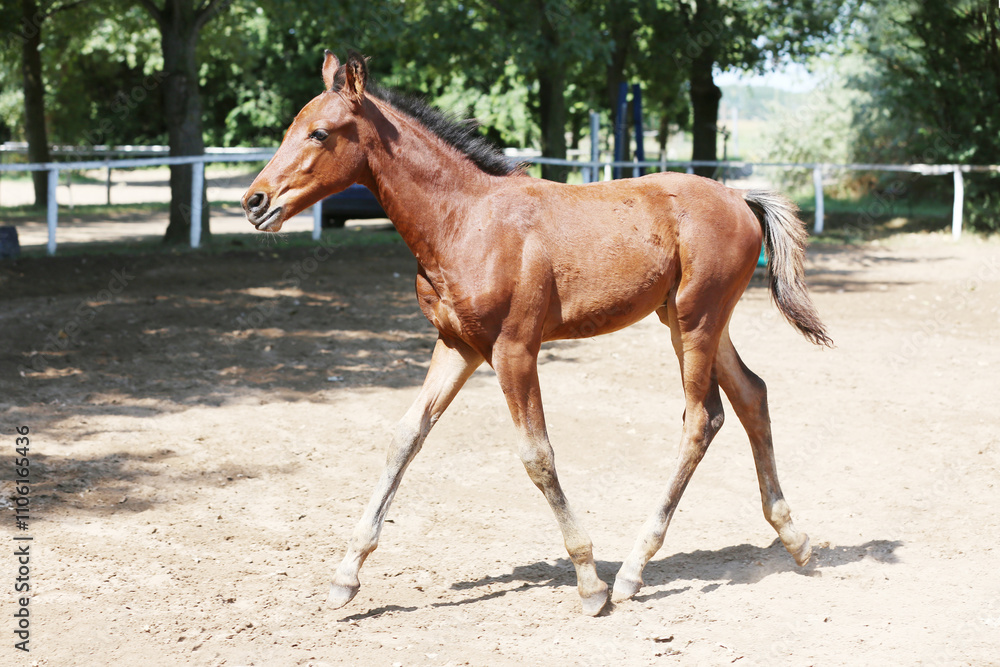 Few days old foal showing his skills on rural animal farm summertime. Very young horse live on beautiful environment Few days old foal showing his skills on rural animal farm summertime. Very young horse live on beautiful environment