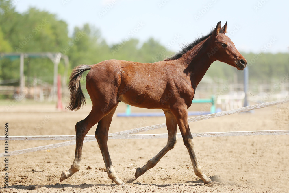 Fototapeta premium Few days old foal showing his skills on rural animal farm summertime. Very young horse live on beautiful environment