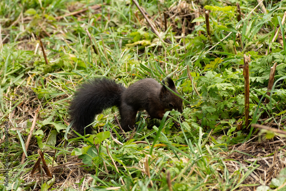 Squirrel is searching for food in a forest in Arosa in Switzerland Squirrel is searching for food in a forest in Arosa in Switzerland