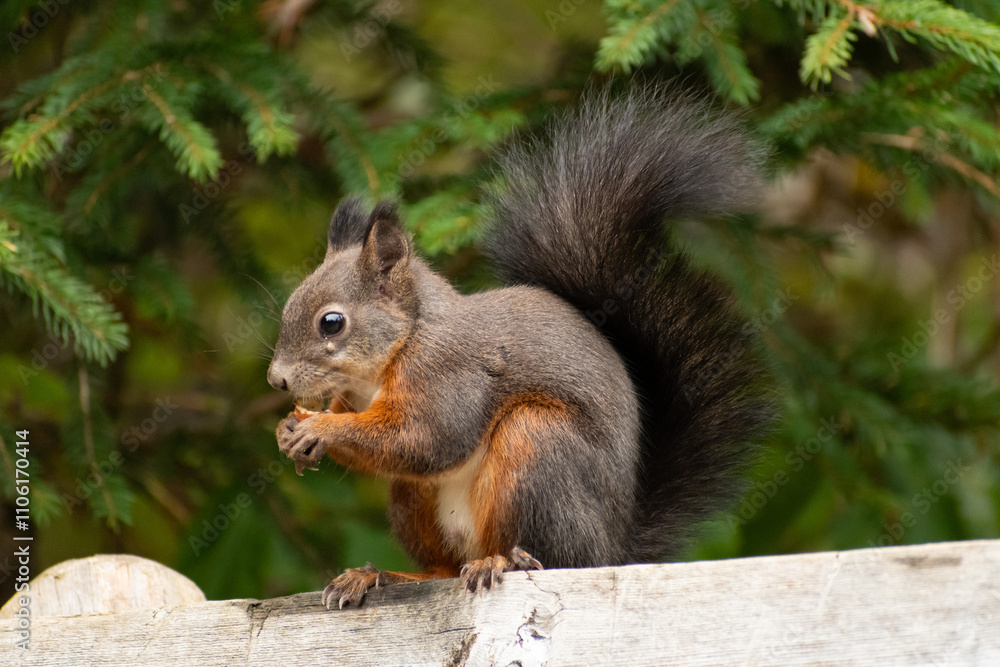 Squirrel is sitting on a bench and eats a nut in a forest in Arosa in Switzerland Squirrel is sitting on a bench and eats a nut in a forest in Arosa in Switzerland