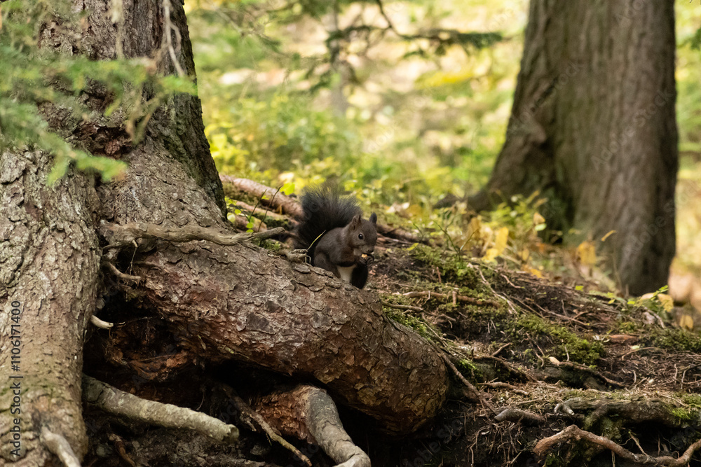 Squirrel is searching for food in a forest in Arosa in Switzerland Squirrel is searching for food in a forest in Arosa in Switzerland