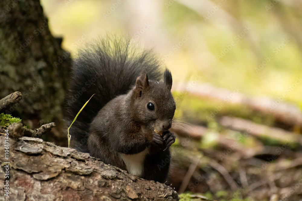 Squirrel is searching for food in a forest in Arosa in Switzerland Squirrel is searching for food in a forest in Arosa in Switzerland