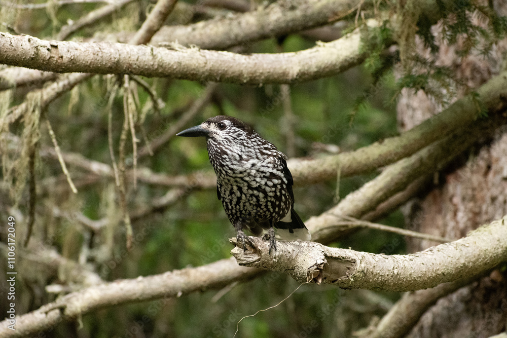 Tannhaeher bird or Nucifraga Caryocatactes in a forest in Arosa in Switzerland Tannhaeher bird or Nucifraga Caryocatactes in a forest in Arosa in Switzerland