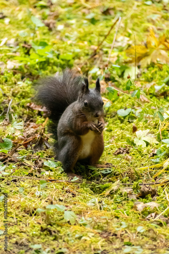 Squirrel is searching for food in a forest in Arosa in Switzerland Squirrel is searching for food in a forest in Arosa in Switzerland