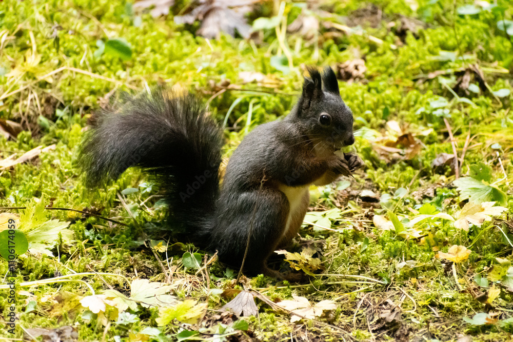 Squirrel is searching for food in a forest in Arosa in Switzerland Squirrel is searching for food in a forest in Arosa in Switzerland