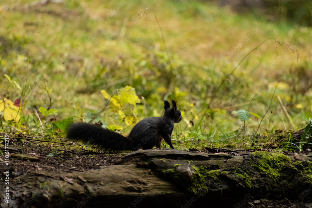 Obraz premium Squirrel is searching for food in a forest in Arosa in Switzerland