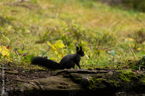 Squirrel is searching for food in a forest in Arosa in Switzerland