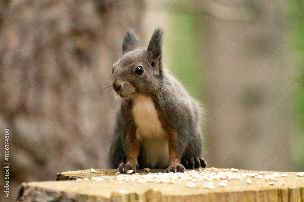 Squirrel is searching for food in a forest in Arosa in Switzerland Squirrel is searching for food in a forest in Arosa in Switzerland