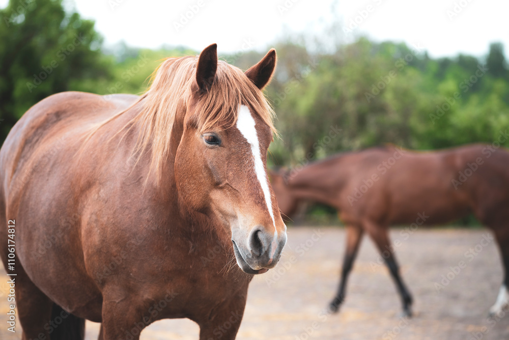 Portrait of a chestnut draft horse resting in the paddock on the farm. A beautiful red mare with a white stripe stands in a herd Portrait of a chestnut draft horse resting in the paddock on the farm. A beautiful red mare with a white stripe stands in a herd