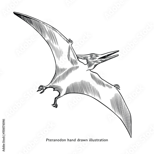 Pteranodon illustration. Pteranodon hand drawn illustration in vintage style. Dinosaur sketch drawing