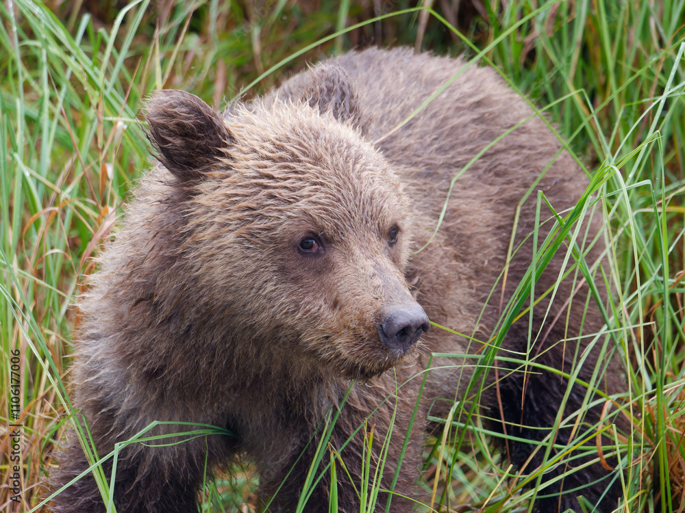 Obraz premium Close-up photo of a cute Alaskan Brown Bear cub standing among the grass in Big River Lakes, Alaska, USA
