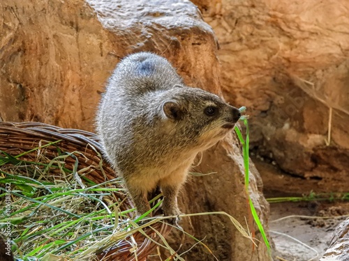 Cute, little furry hyrax (dassie), cousin of the elephants,  eating grass in Warsaw zoo.	
