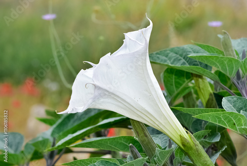 white flowering plants growing in rural areas photo