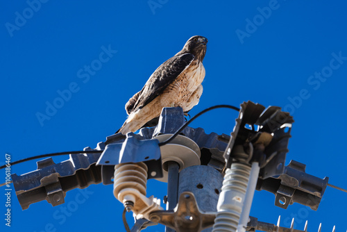 Red-Tailed Hawk sitting on electrical pole