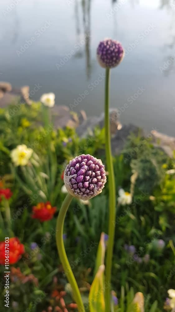 Flower decorative garlic on the background of nature with a lake. Calming Rhythms. Fluid and flowing visuals that soothe the senses. Vertical format Flower decorative garlic on the background of nature with a lake. Calming Rhythms. Fluid and flowing visuals that soothe the senses. Vertical format