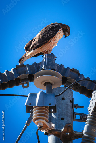 Red-Tailed Hawk sitting on electrical pole