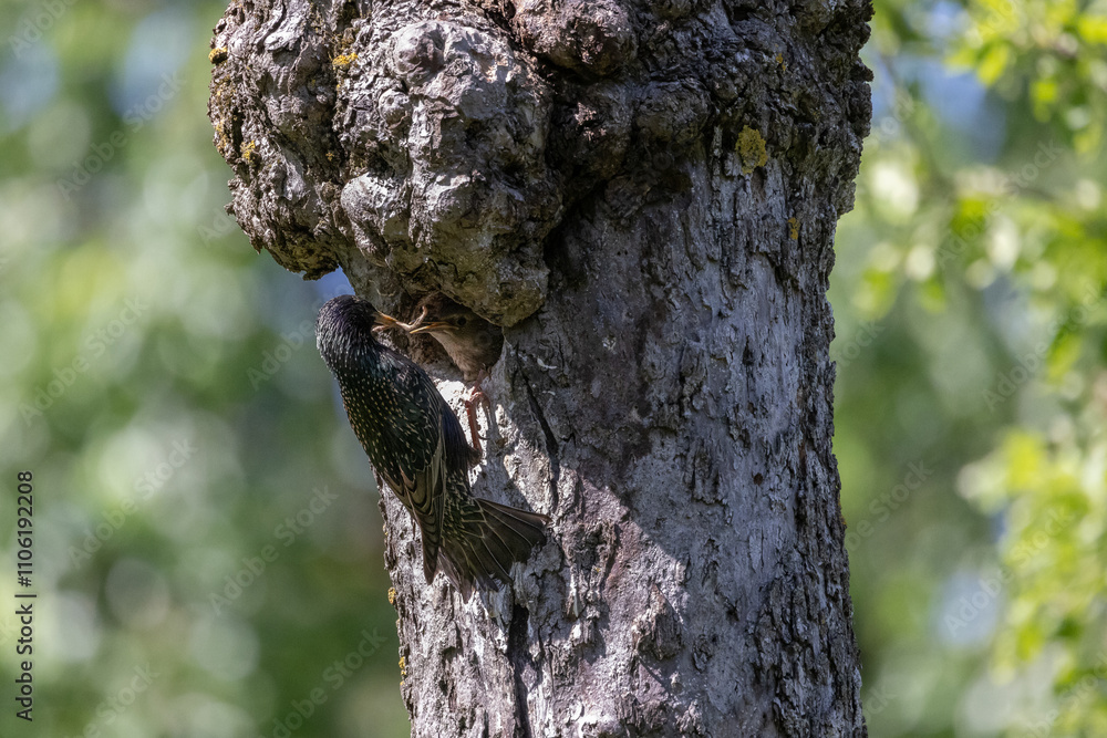 Obraz premium Fütterung der jungen Stare