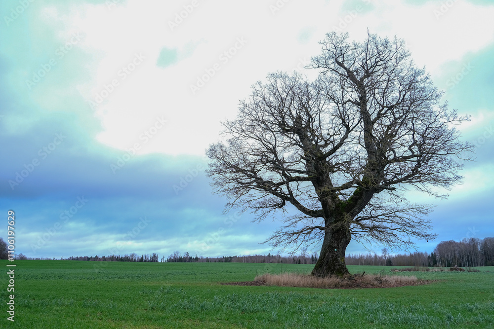 Obraz premium big wide majestic leafless oak tree in green agricultural field. Latvia landscape in late autumn.