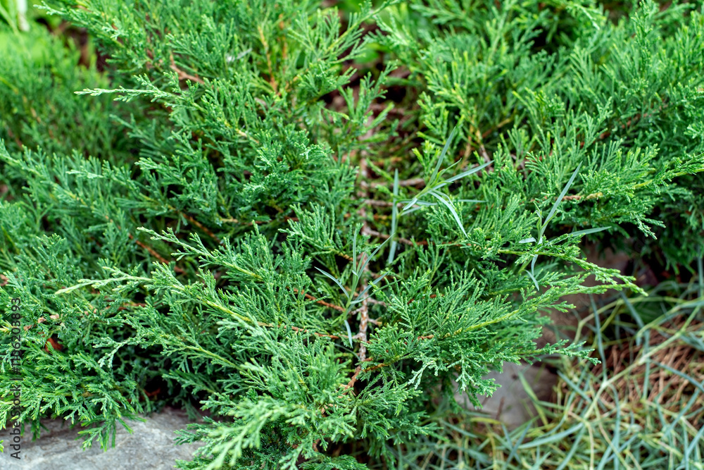 Floral background. Juniper Plant Evergreen Bush, Conifer for Park and Country Decoration, Selective Focus Floral background. Juniper Plant Evergreen Bush, Conifer for Park and Country Decoration, Selective Focus