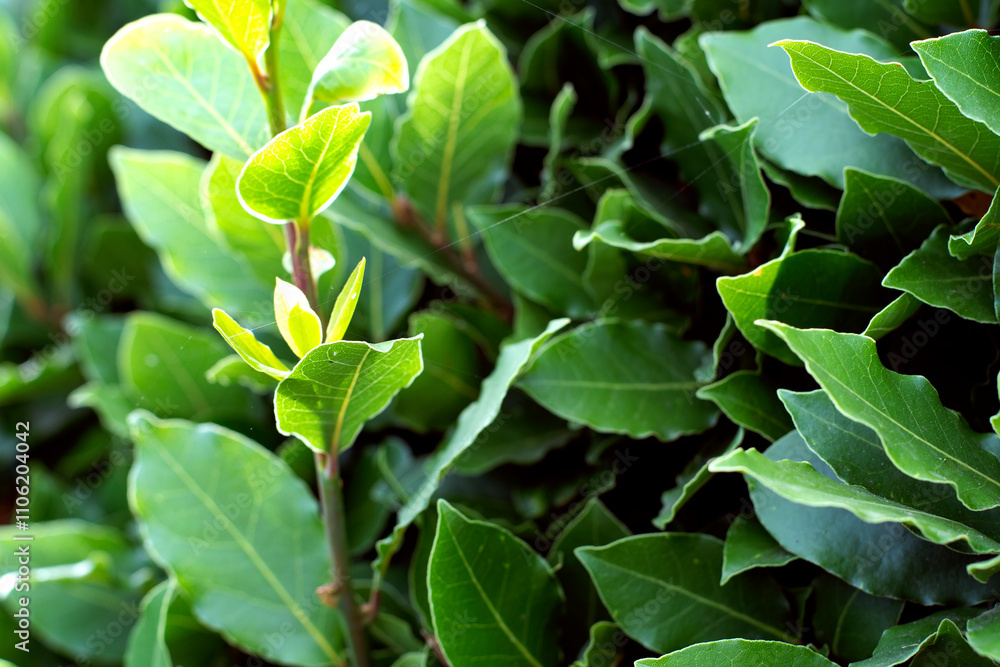 Floral, botanical background. Leaves of a bay bush lit by the sun, selective focus Floral, botanical background. Leaves of a bay bush lit by the sun, selective focus
