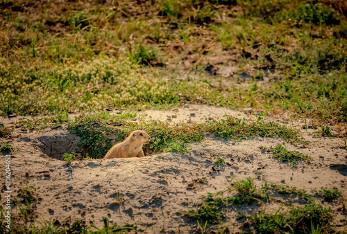 A prairie dog scans around home for signs of danger in Badlands National Park, South Dakota photo