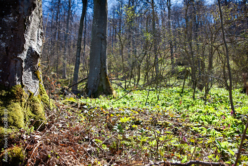 Spring Forest with Sunlight 