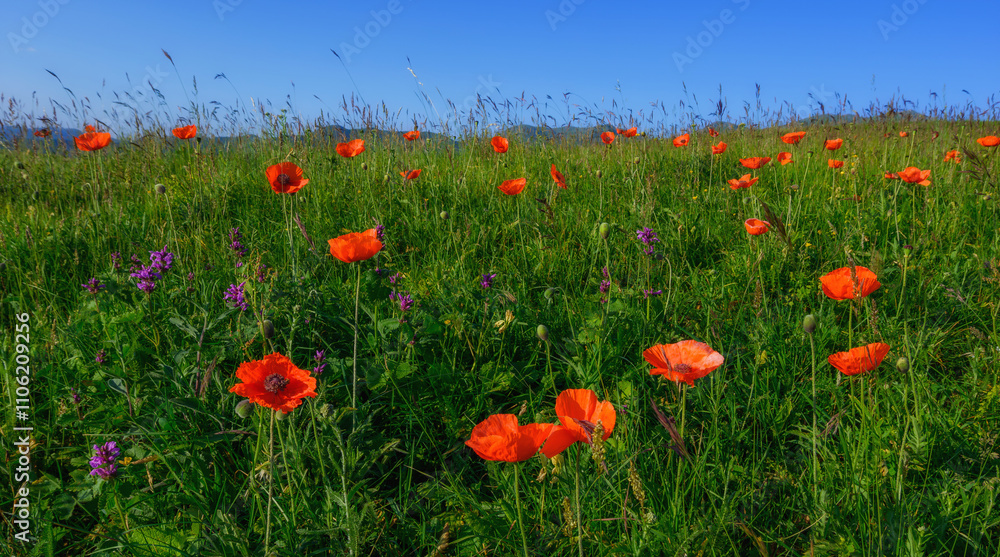 Naklejka premium field of red poppies