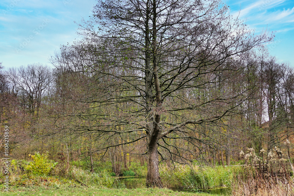 Poznań, Cybina Valley, nature protected area, area around the river covered with lush vegetation and beautiful large trees Poznań, Cybina Valley, nature protected area, area around the river covered with lush vegetation and beautiful large trees