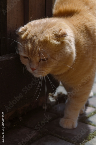 a plush, orange cat with a thick coat of fur, creating a warm and inviting appearance. The cat is positioned near a wooden structure, possibly a fence or a wall photo