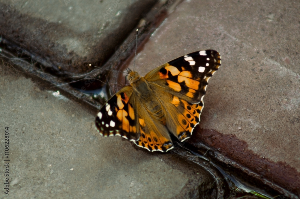 a butterfly perched on a textured surface. The butterfly's wings are prominently displayed, featuring a vibrant mix of orange, black, and white markings. a butterfly perched on a textured surface. The butterfly's wings are prominently displayed, featuring a vibrant mix of orange, black, and white markings.