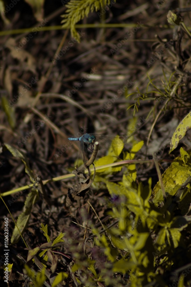 a close-up view of a dragonfly perched on a stem amidst a natural setting. The background is a mixture of brown, dried vegetation and green foliage a close-up view of a dragonfly perched on a stem amidst a natural setting. The background is a mixture of brown, dried vegetation and green foliage