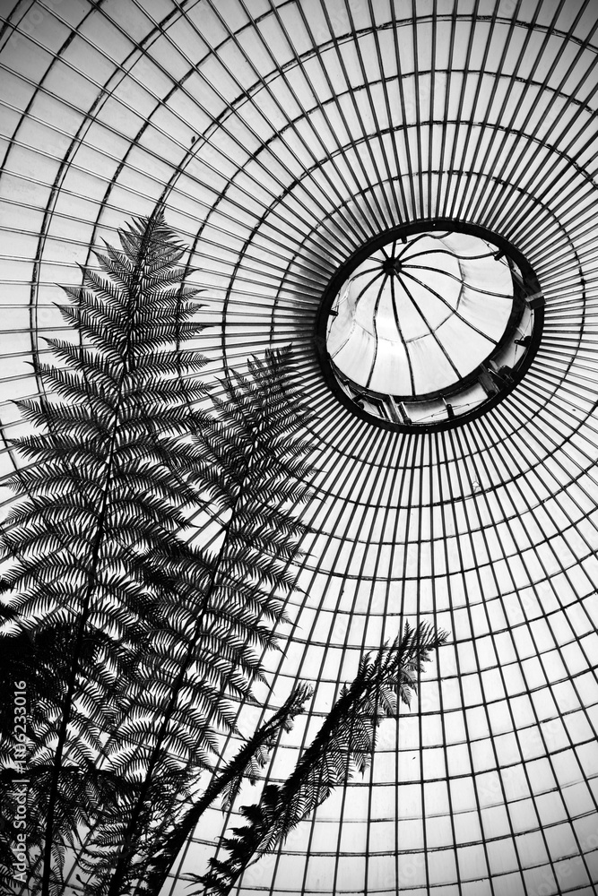 Black and white version of 14839 - Inside views of Glasgow Botanic gardens - City of Glasgow - Scotland - UK