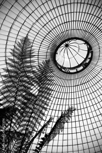 Obraz na płótnie Black and white version of 14839 - Inside views of Glasgow Botanic gardens - City of Glasgow - Scotland - UK w salonie