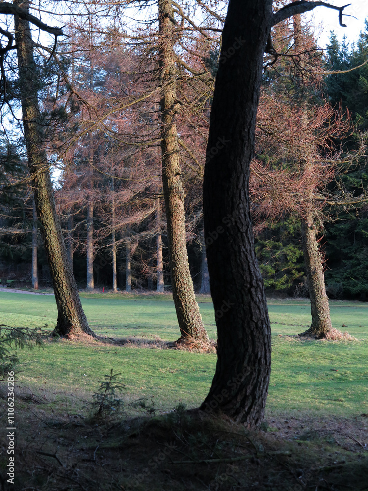 Forest walk beside Hazlehead Golf Course - Aberdeen city - Scotland - UK