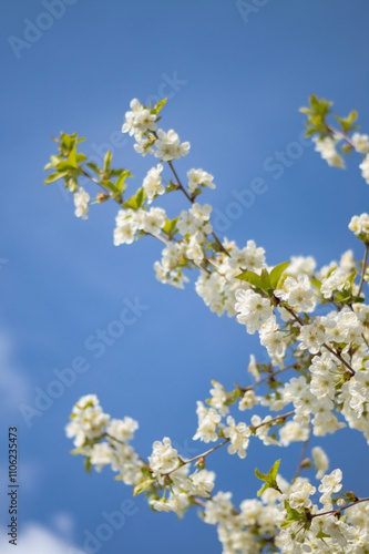 a branch of delicate white flowers against a clear blue sky. The flowers are small and clustered, exhibiting soft petals that radiate a bright white hue.