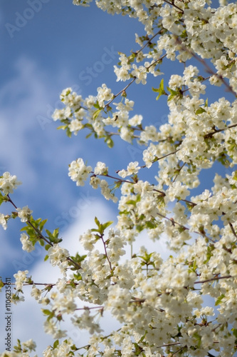 a vibrant scene of blooming flowers against a bright blue sky. Delicate white blossoms dominate the foreground, creating a rich tapestry of petals