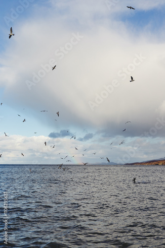 seagulls flying over the sea