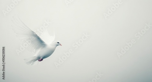 White dove soaring through a foggy sky during early morning light