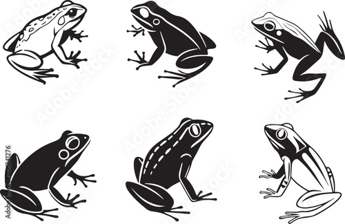 frog on a white