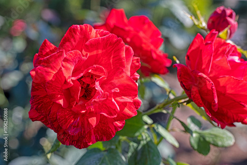 red blooming rose in the garden. diseases and pests of flowers. treatment photo