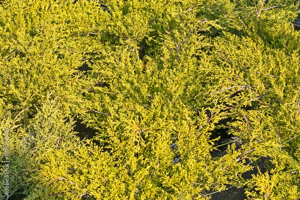 background of decorative conifers in the nursery. Fir. Landscape design of the house and outside background of decorative conifers in the nursery. Fir. Landscape design of the house and outside